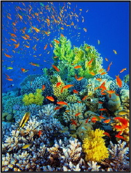 Coral reef an acropor with a flock of antias. by Sergey Lisitsyn 